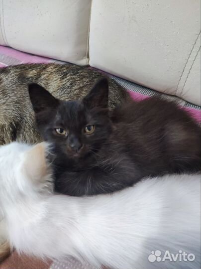 Котята