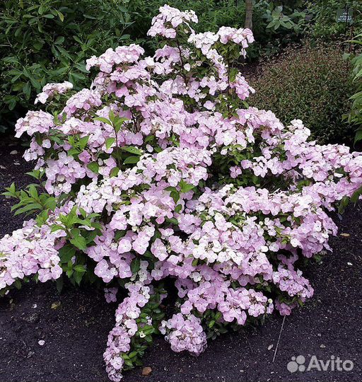 Гортензия френч болеро