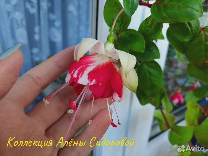 Фуксии сортовые