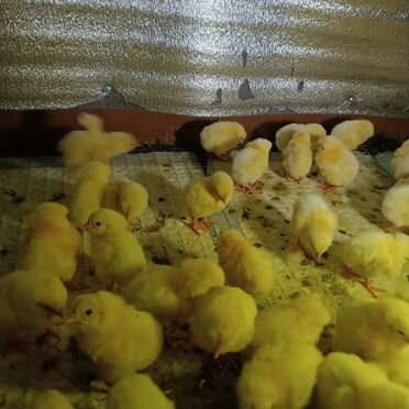 Цыплята бройлеры кобб 500 суточных
