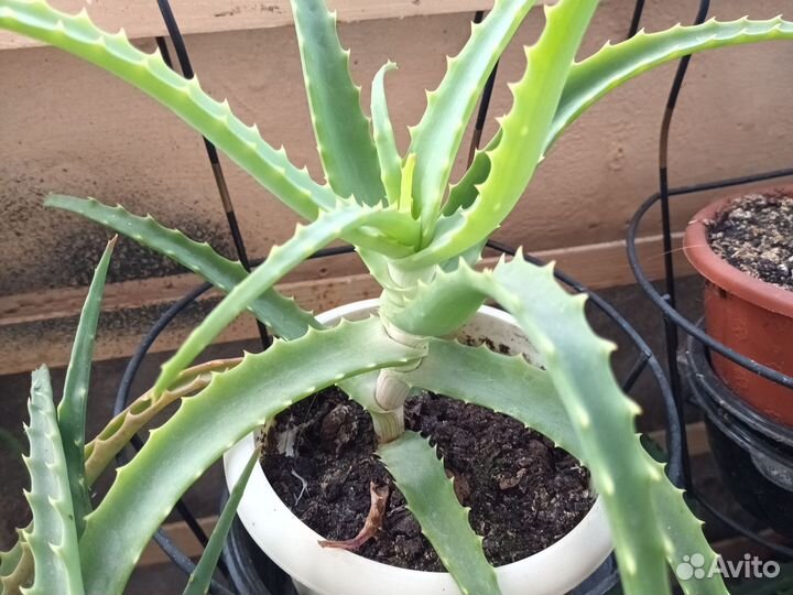 Алоэ столетник