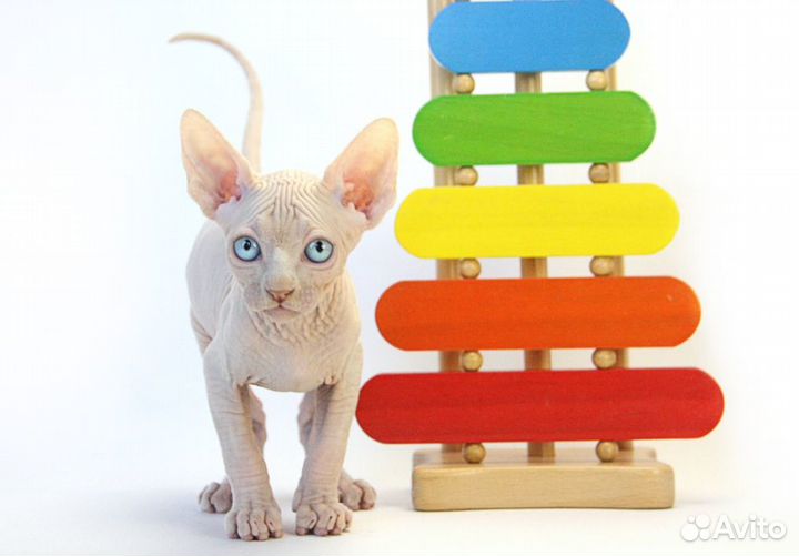 Лучше Сфинкса нет породы - это сам сюрприз Природы