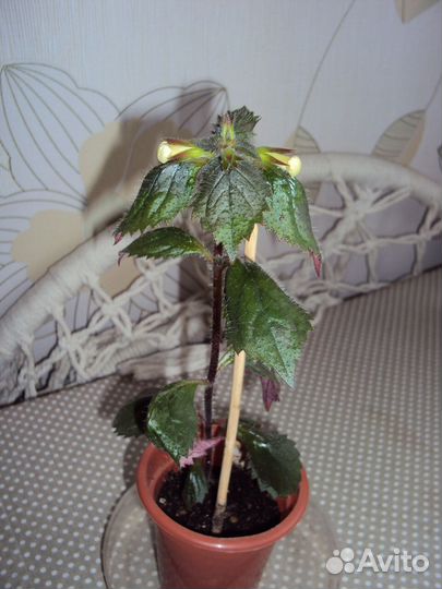 Комнатные цветы