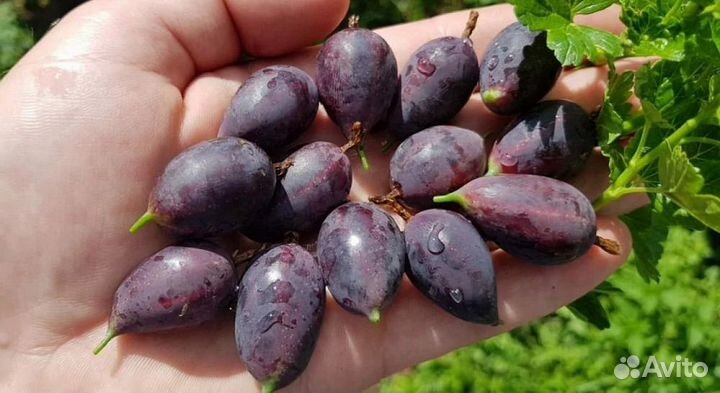 Саженцы крыжовника