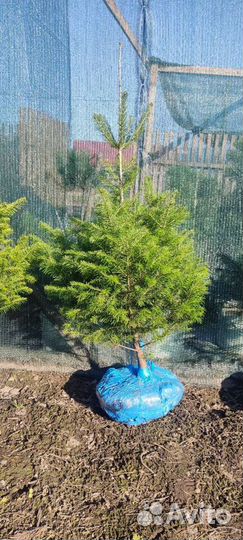 Пихта сибирская Алтайская