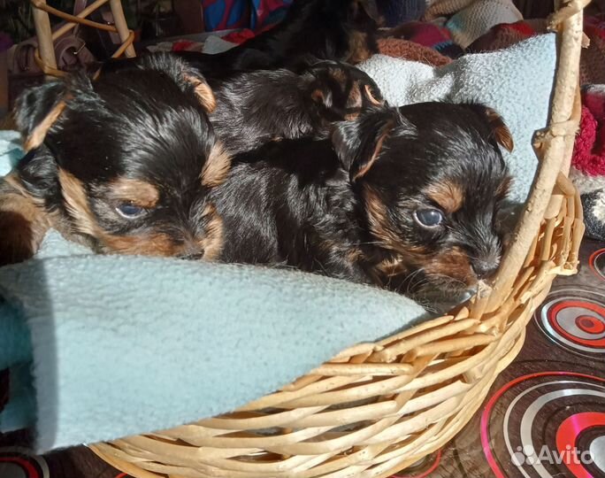 Йоркширский терьер мини