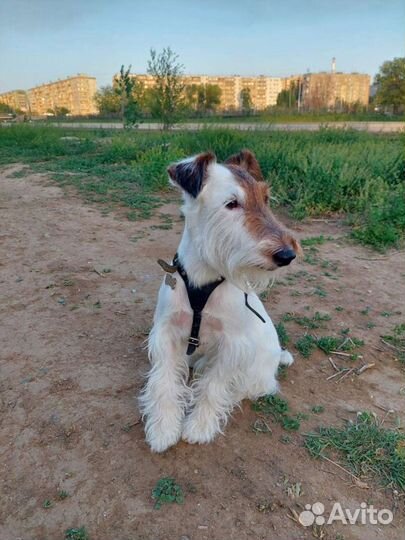 Фокстерьер