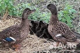 Подсадные утки