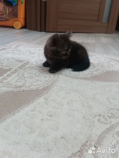 Британская кошка