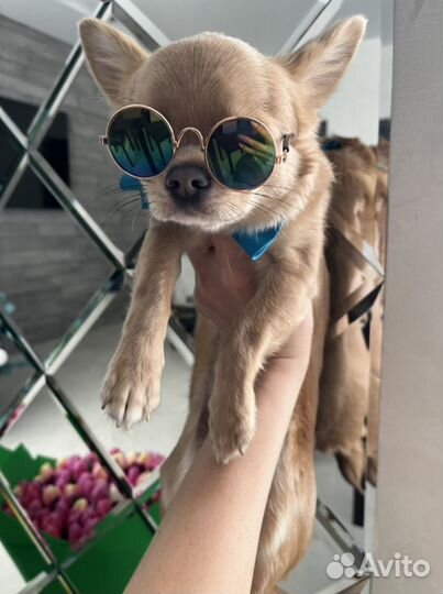 Вязка кобель чихуахуа