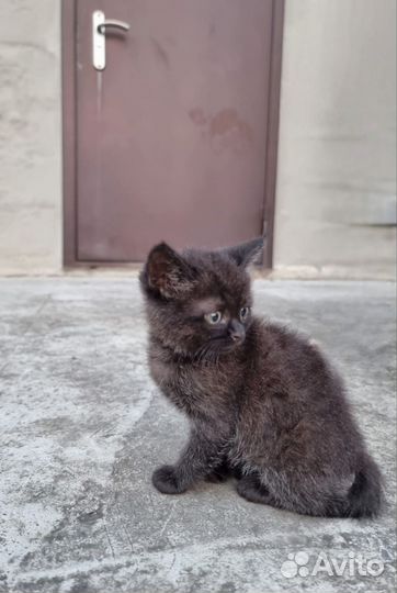 Кошка в дар