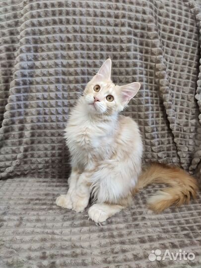 Котята мейн-кун