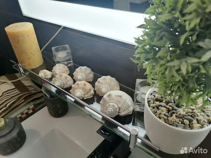 Ракушки морские