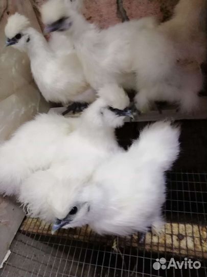 Куры молодки