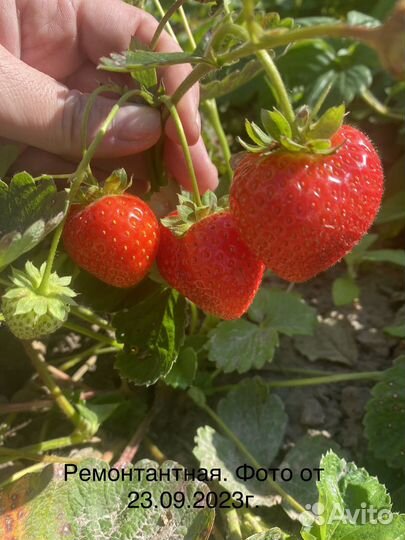 Рассада клубники