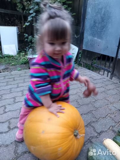 Тыква декоративная