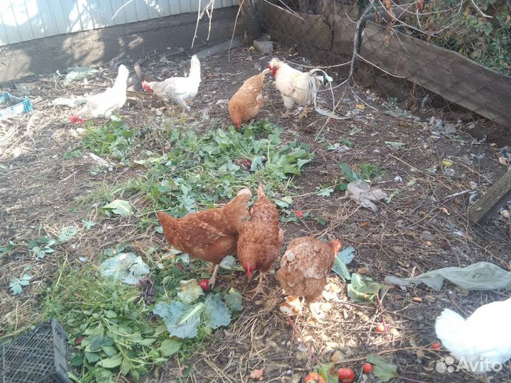 Куры несушки продам