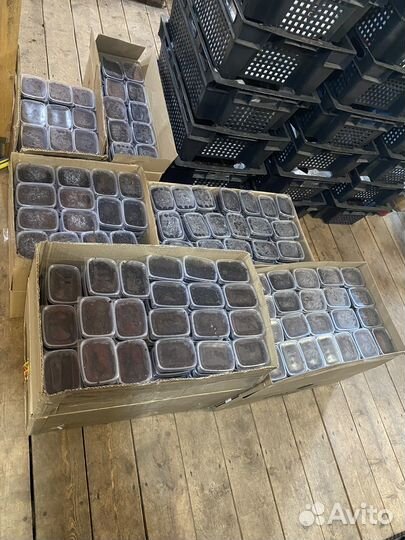 Червь Дендробена