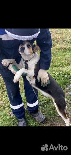 Щенок в добрые руки бесплатно