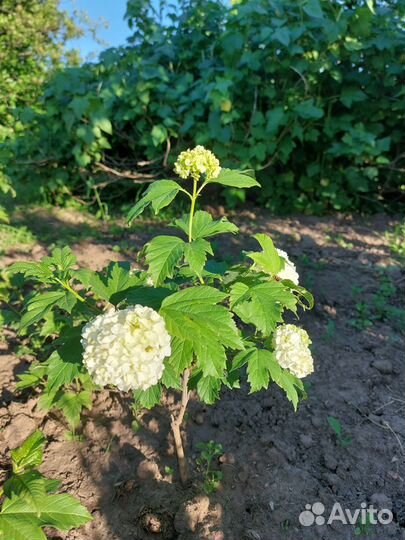 Калина бульдонеж