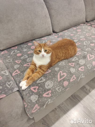 Отдам кота в добрые руки