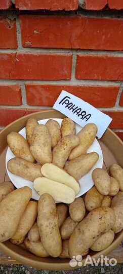 Гранада сортовой картофель