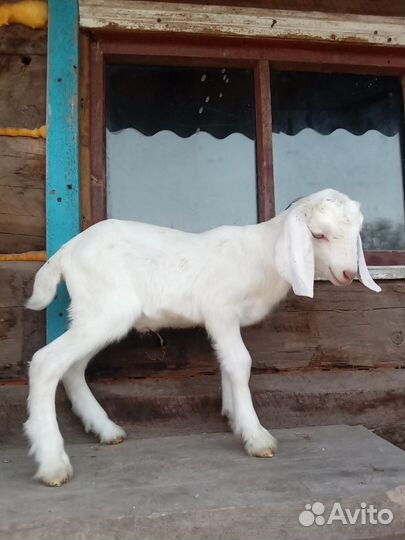 Коза нубийская