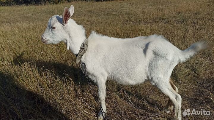 Козлик на мясо