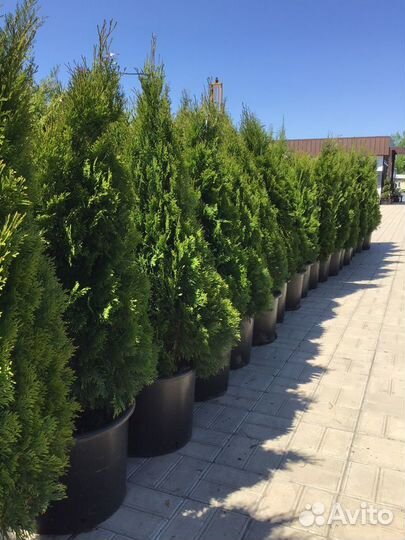 Туя Смарагд С35 180-200 см