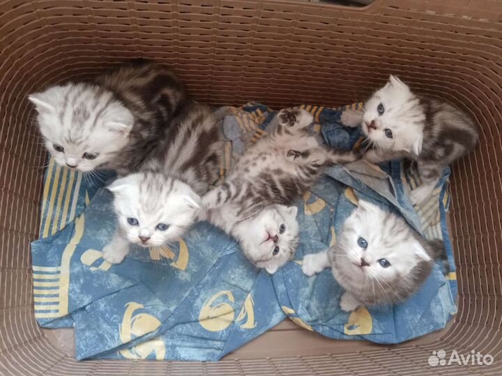 Шотландские котята
