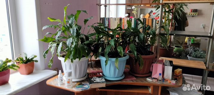 Спатифиллюм