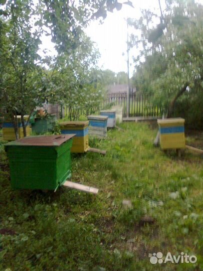 Пчелосемьи