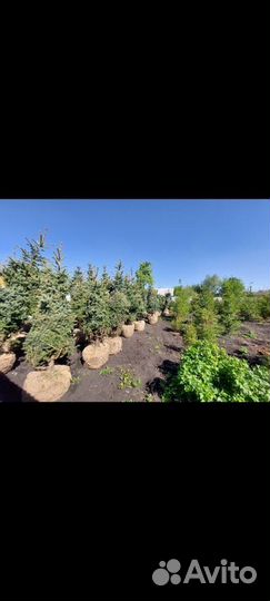 Ель голубая