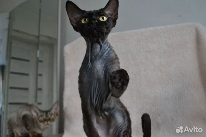 Девон-рекс котенок