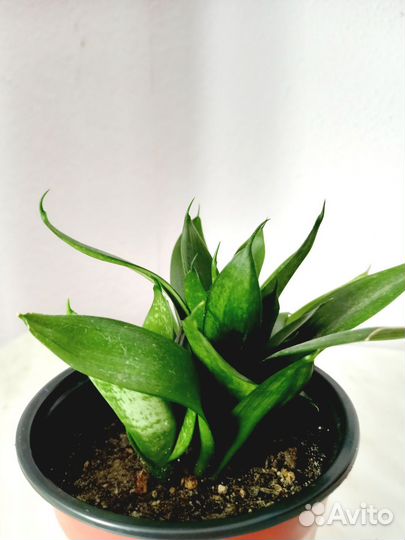 Сансевиерия