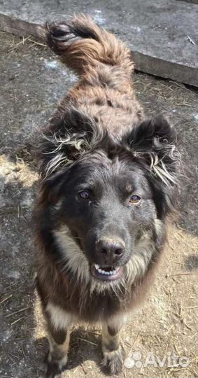 Наринэ. Добрейшая собака в надежные руки