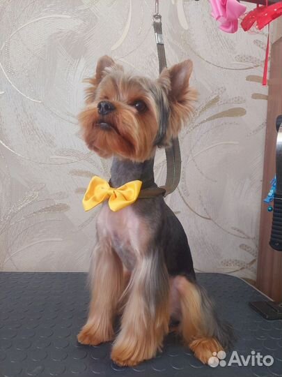 Йоркширский терьер