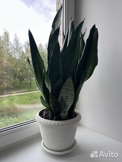 Сансевиерия, тещин язык