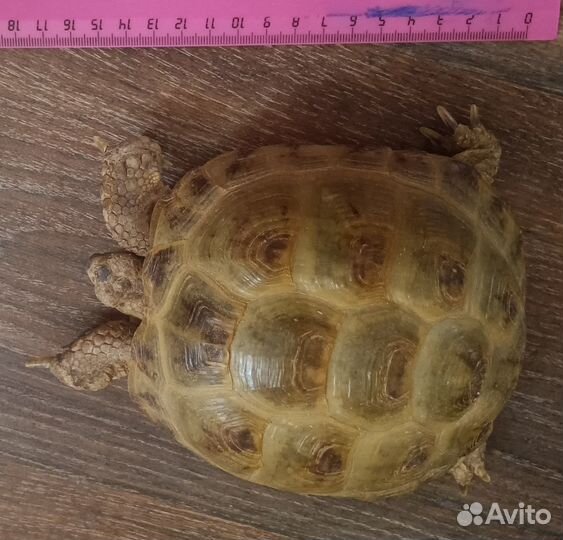 Пара сухопутных черепах