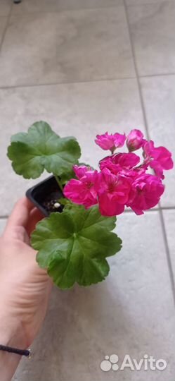 Пеларгония герань Bold Minstrel