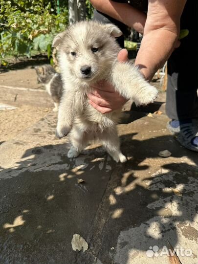 Собаки щенки