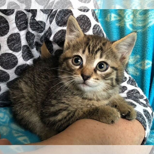Котёнок в добрые руки