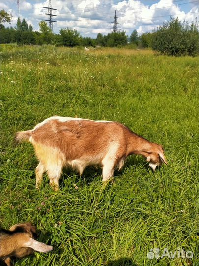 Коза дойная