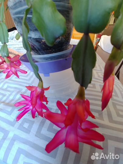 Декабрист шлюмбергера Баклей розовый