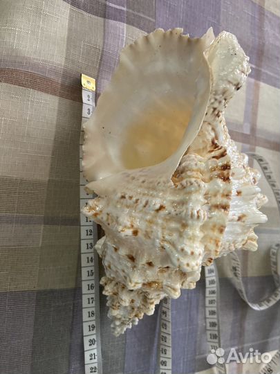 Морские ракушки раковины большие