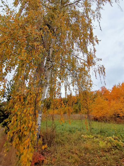 Участок 12,5 сот. (СНТ, ДНП)