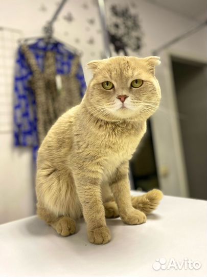 Вислоухий озорник