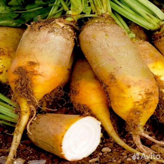 Свекла кормовая,Урожай-2023.Фермеровское хозяйство