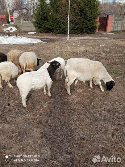 Ягнята дорпер