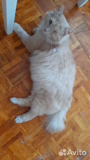Персик котик